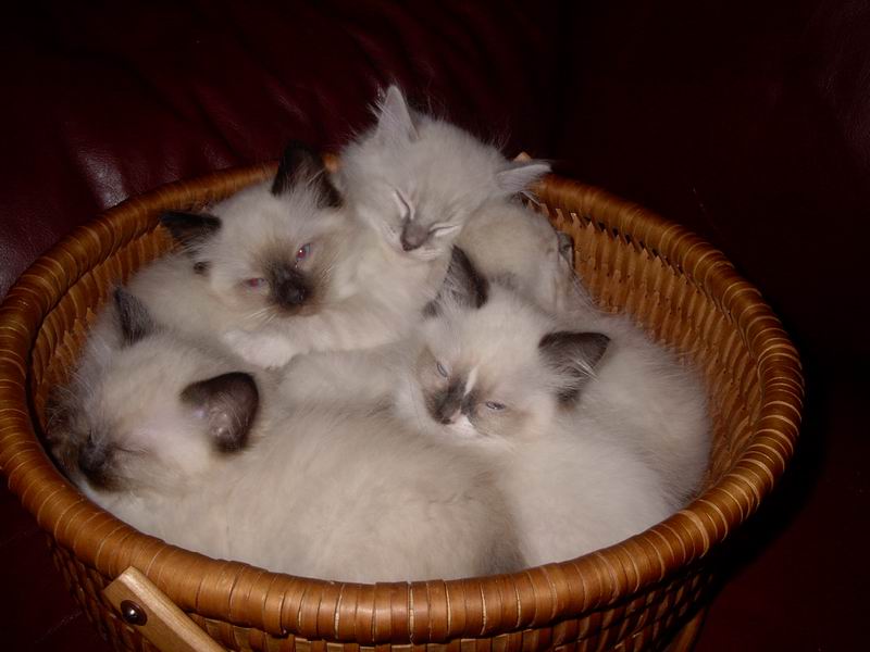 kittens in a basket