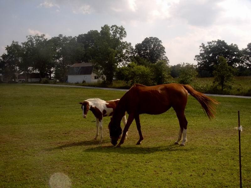 leonardo foal