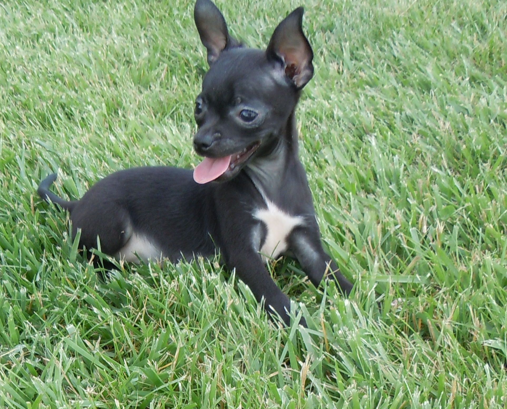 black and white chihuahua