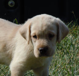 lab puppy