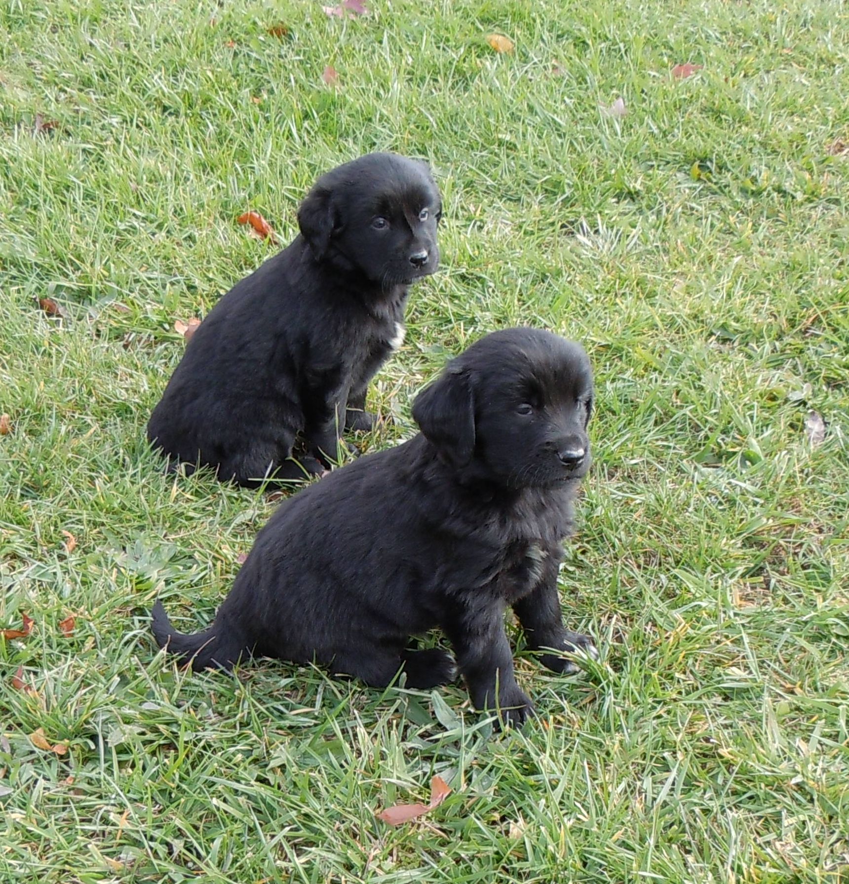 newfoundland mix puppies