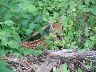 Baby Deer