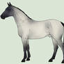 Blue Roan Adoptable - ON HOLD