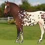 Appaloosa Horse Adoptable - CLOSED