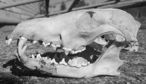 Fox Skull