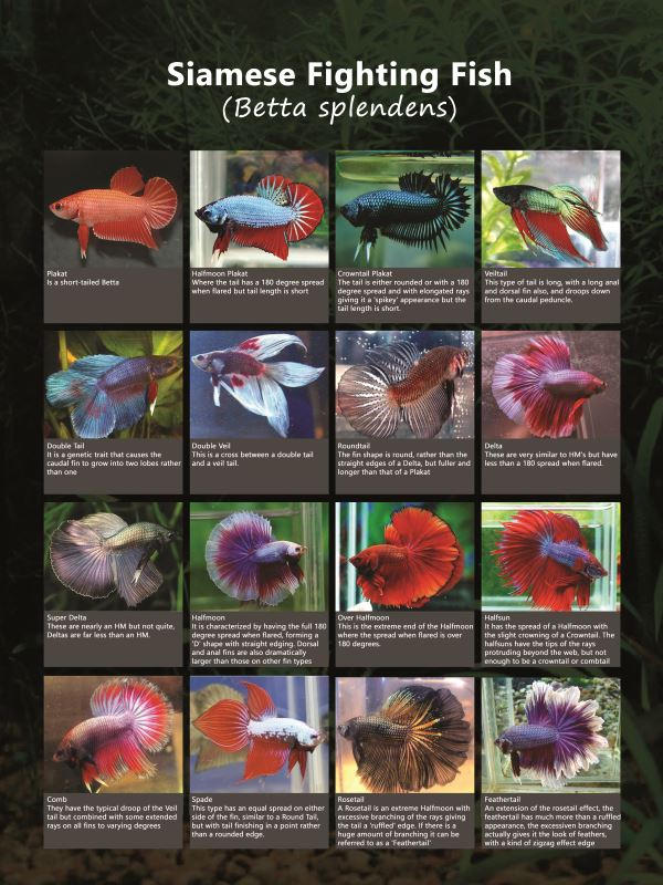 Beta Splands Fish Betta Splendens Poster 2 by neverender24 on DeviantArt