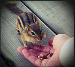 Chippy by TrinxI