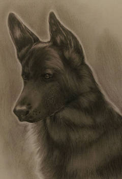 German Shepherd doggy