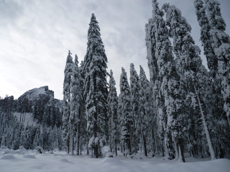 Big tree and big snow