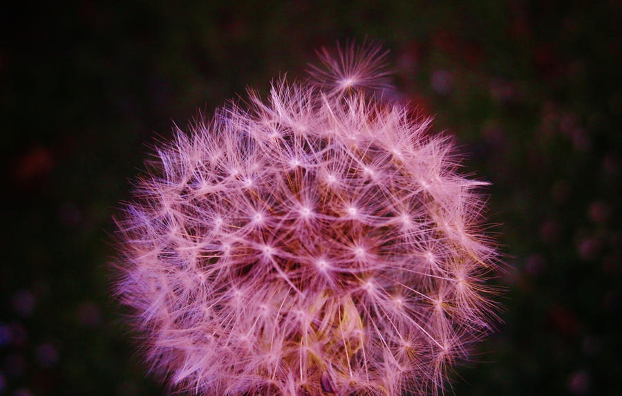 Dandelion Dreams