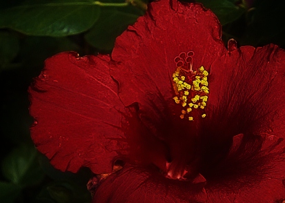 Red Hibiscus