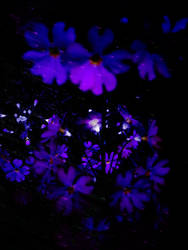 Flower Lights