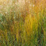 Tall grass texture