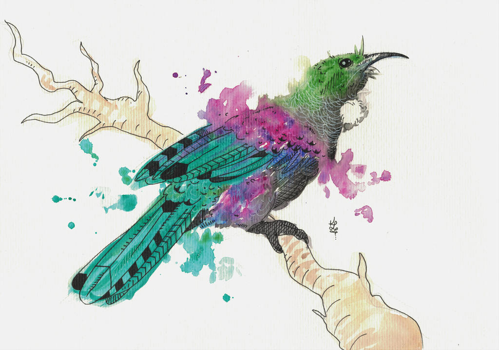 Watercolour Tui