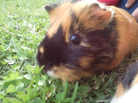 my guinea pig