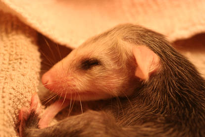 Baby Possum 3