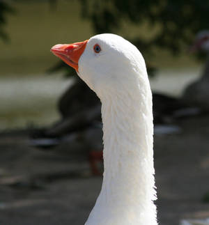 Blue Eyed Goose