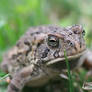 Fowler's Toad