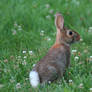 Cottontail