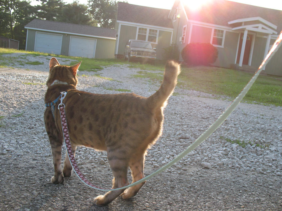 Dakota on a Walk 1