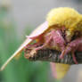 Rosy Maple Moth I