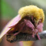 Rosy Maple Moth II