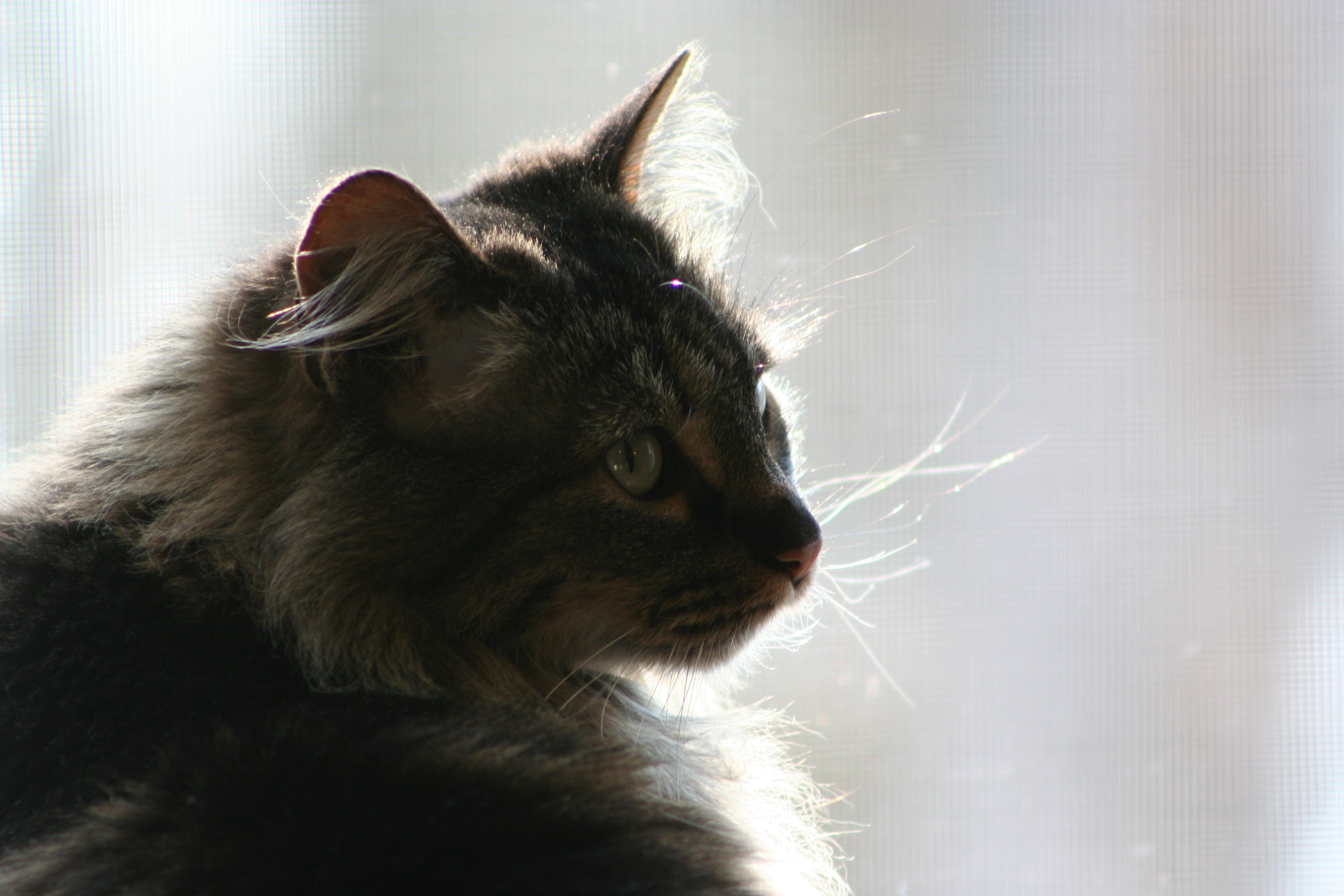 Astrid in the Window