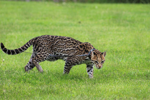 Ocelot