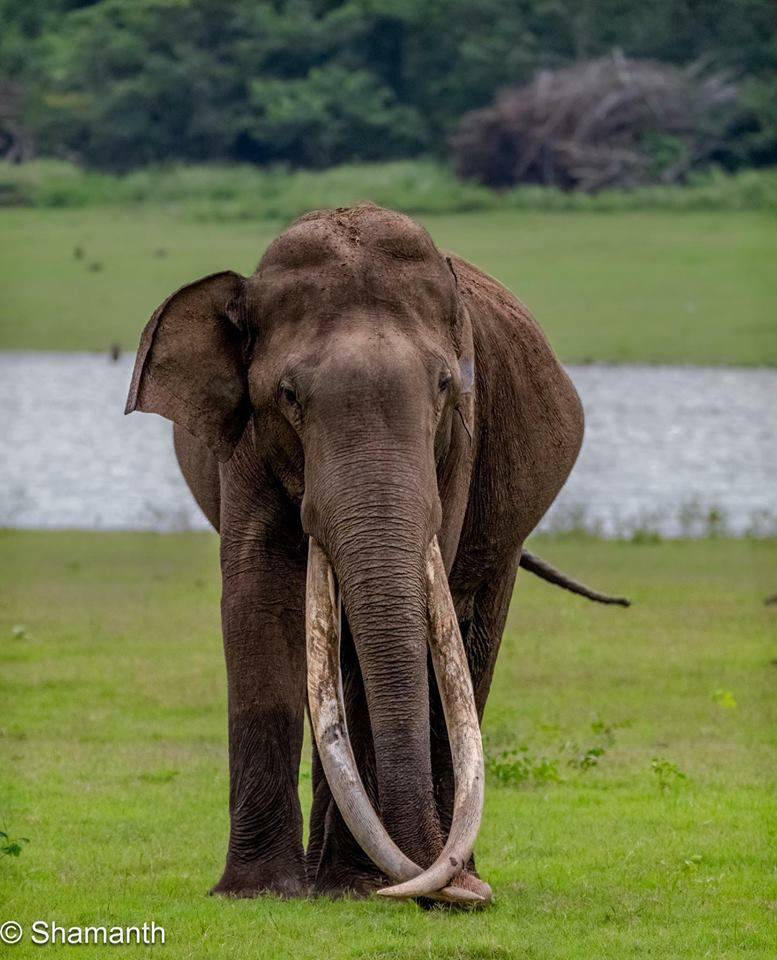 Haathi Insect Hathi by Bagheera342 on DeviantArt