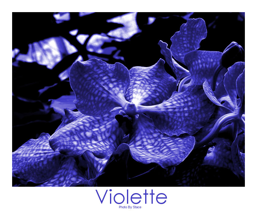 _ Violette _ by photostace on DeviantArt