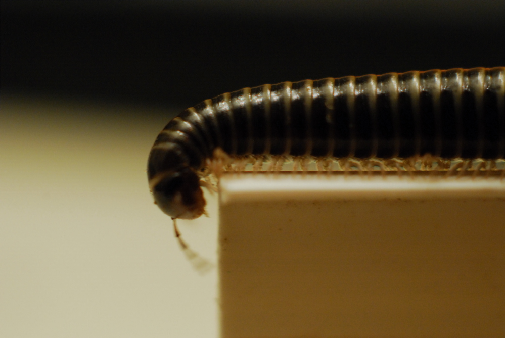 Millipede