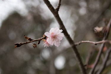 The last autumn sakura