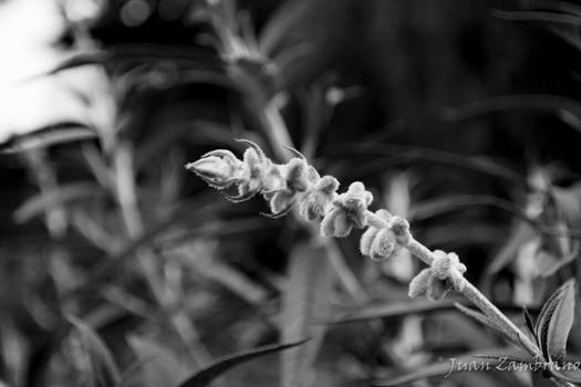 grayscale purple flower