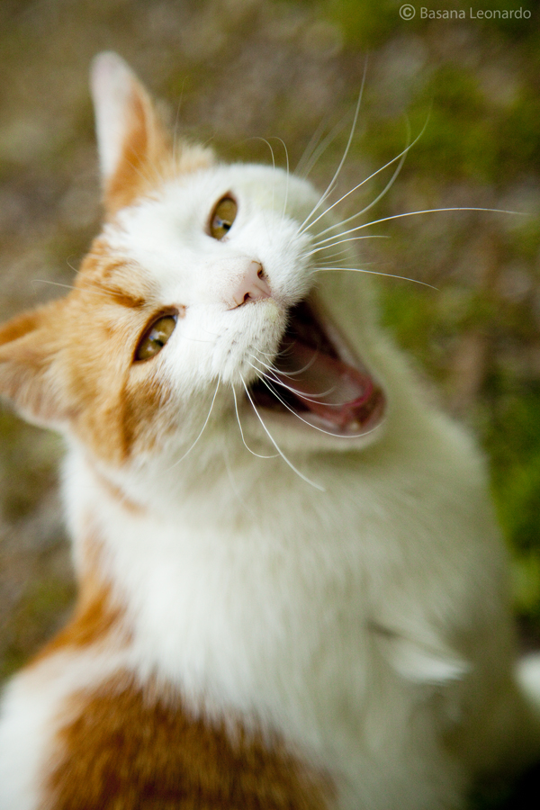 Laughing Cat_BL