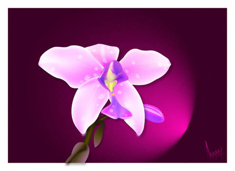 orchid vector