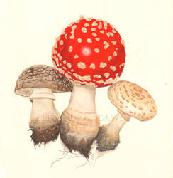 Mushrooms