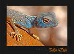 Blue Lizard by Sultan-AlZaabi