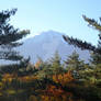 Aokigahara and Fuji-san