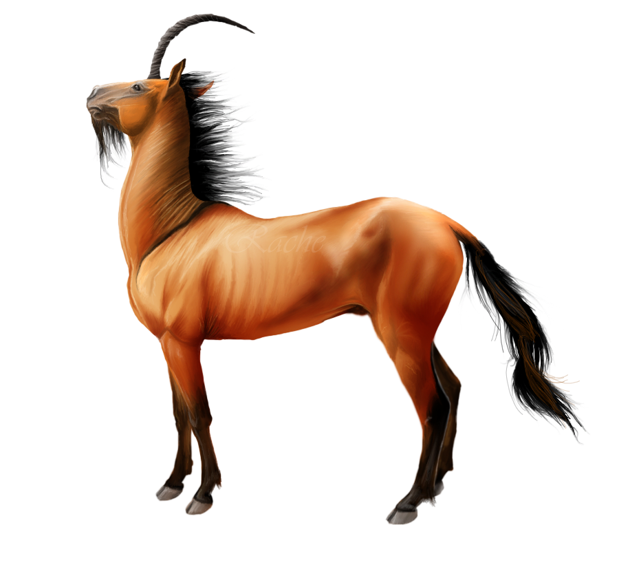 Desert Unicorn Akhal Teke