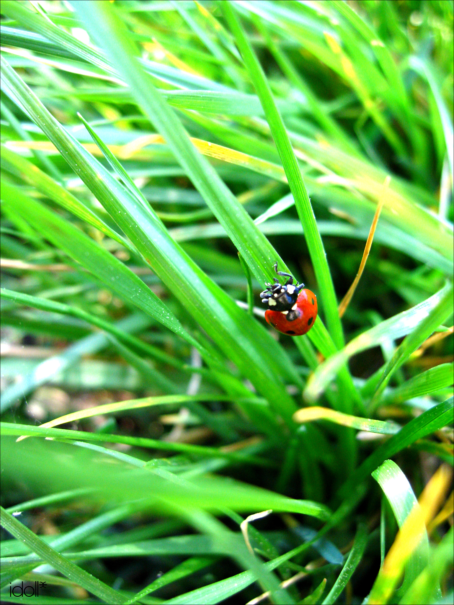 ladybird2