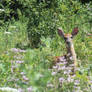 Monarda Fawn in the field