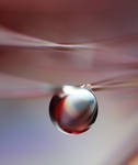 = by SheilaMB-Photography