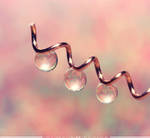 Delicate by SheilaMB-Photography