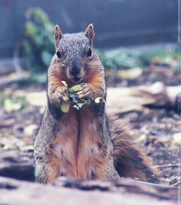 Mama Squirrel