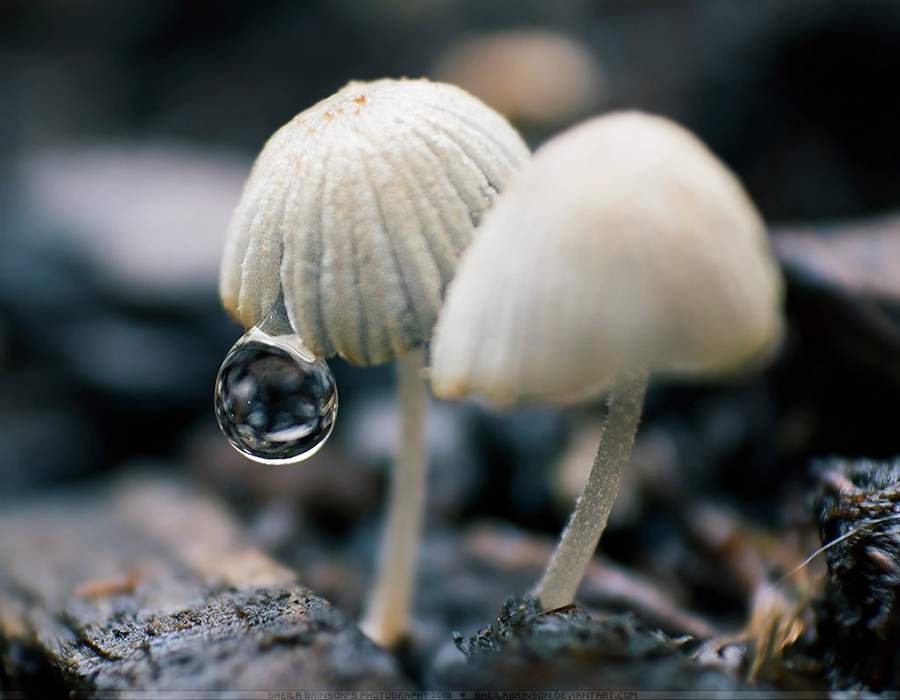 Tiny Umbrellas