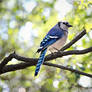 Blue Jay