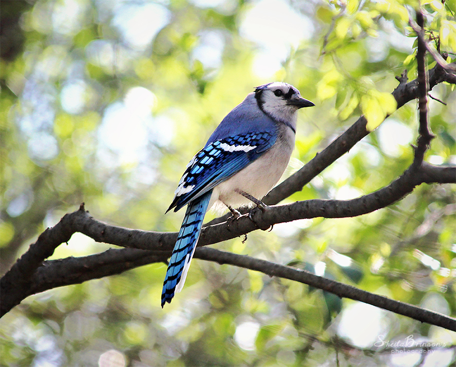 Blue Jay by SheilaMB-Photography