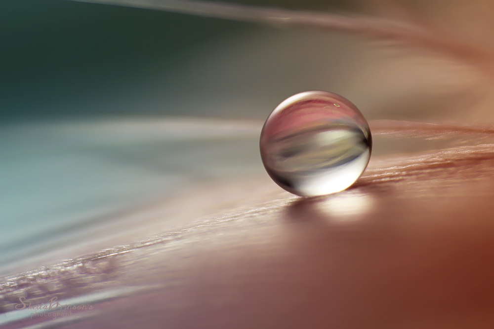 Simplicity by SheilaMB-Photography