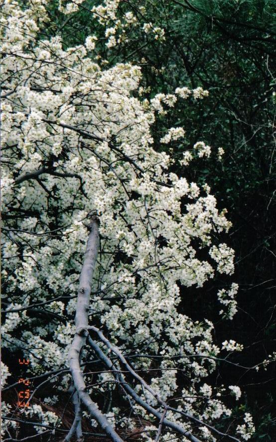 white flowers