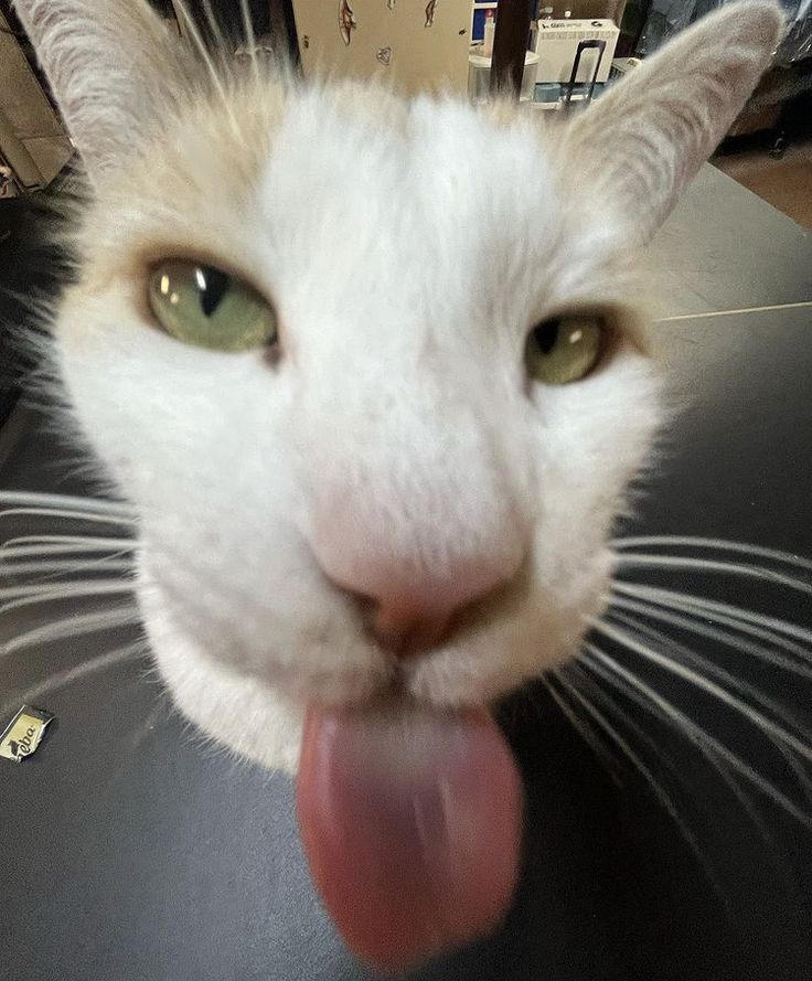 Silly Cat By 0zKiwi On DeviantArt silly-cat-by-0zkiwi-on-deviantart